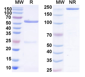 TF-Ag Mouse Monoclonal Antibody