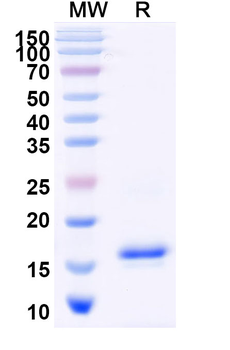 2,4-Dichlorophenoxyacetic acid/2,4-D Nanobody Antibody