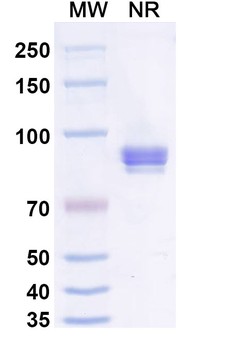 2,4-Dichlorophenoxyacetic acid/2,4-D Antibody