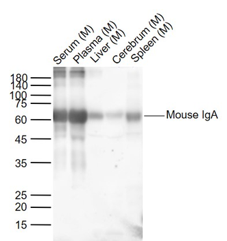 Mouse IgA Rabbit Polyclonal Antibody (HRP)