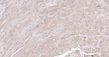 Mouse Cytochrome C Ready-To-Use IHC Kit