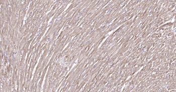 Rat COX4I1(Mitochondrial Loading Control) Ready-To-Use IHC Kit