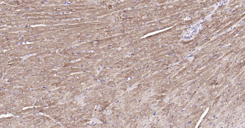 Mouse COX4I1(Mitochondrial Loading Control) Ready-To-Use IHC Kit