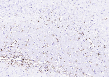 F(ab')₂ Fragment Goat Anti-Rabbit IgG H&L, HRP conjugated