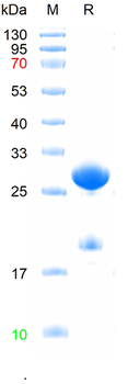 Recombinant human Dopamine Transporter protein