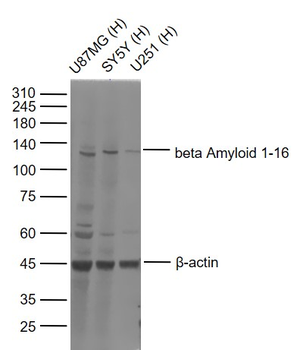 Beta Amyloid 1-16 Mouse Polyclonal Antibody
