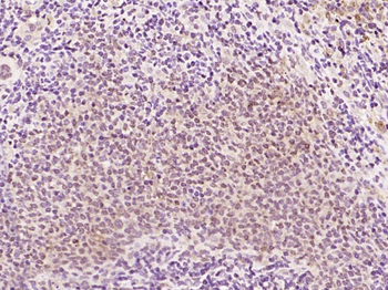 GAPDH Mouse Monoclonal Antibody (Loading Control)