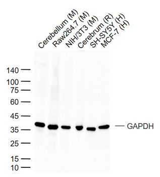 GAPDH Rabbit pAb, Loading Control
