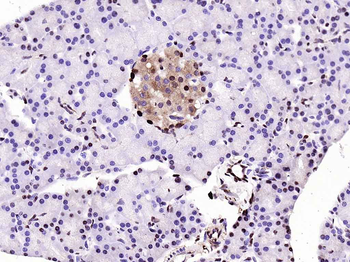 GAPDH Recombinant Rabbit Monoclonal Antibody (Loading Control)
