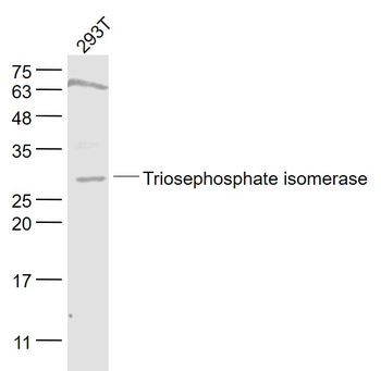 Triosephosphate isomerase Rabbit Polyclonal Antibody