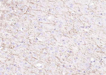 Goat Anti-Rabbit IgG H&L, Biotin conjugated
