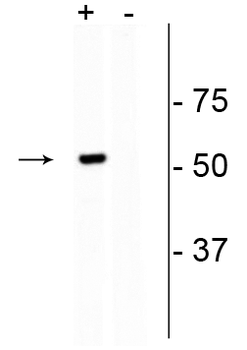 CRISPR Cas9 Antibody