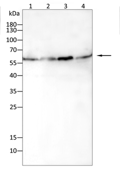 SRC Antibody