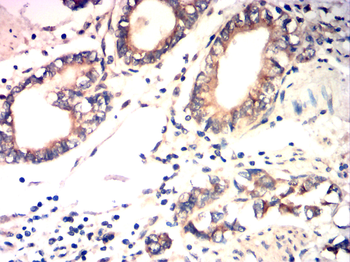 SRC Antibody