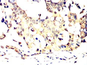 APOE Antibody
