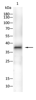 LIMS1 Antibody