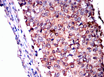 APOE Antibody