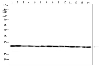 NRAS Antibody