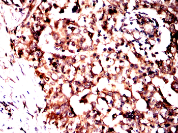 SRC Antibody