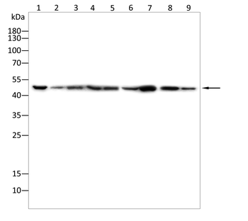 MAP2K7 Antibody