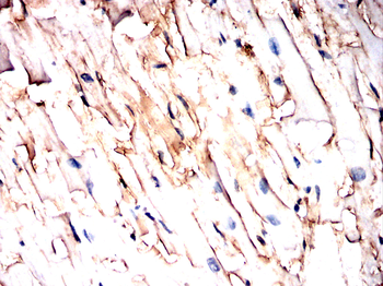 MAP2K7 Antibody