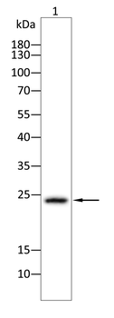 SOCS1 Antibody