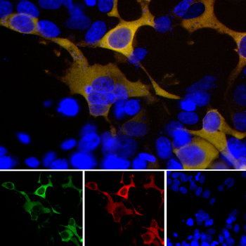 Green Fluorescent Protein Antibody