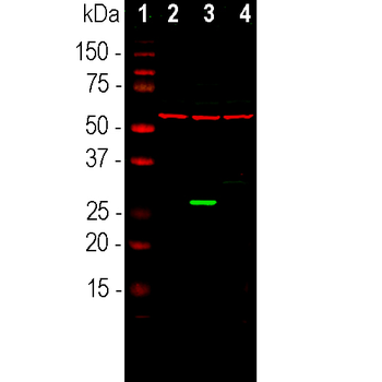 Green Fluorescent Protein Antibody