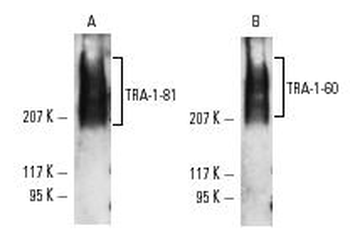 TRA-1-60 Antibody