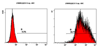 TRA-1-60 Antibody
