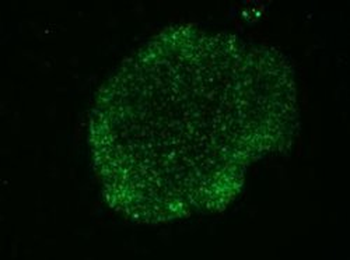 TRA-1-60 Antibody