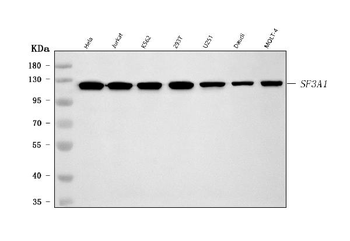 SF3A1 Rabbit Polyclonal Antibody