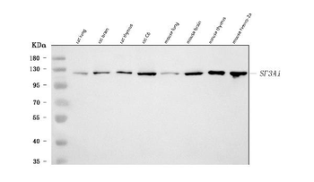SF3A1 Rabbit Polyclonal Antibody