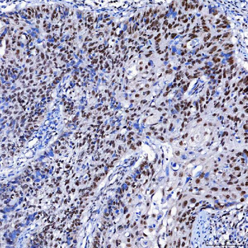 SF3A1 Rabbit Polyclonal Antibody