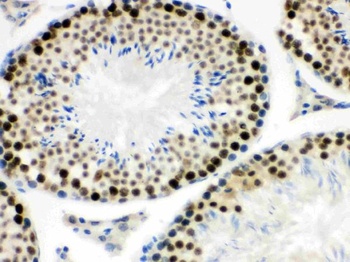 Goat Rabbit IgG (H+L) Secondary Antibody (Biotin)