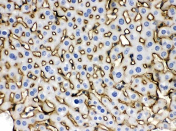 Goat Rabbit IgG (H+L) Secondary Antibody (Biotin)