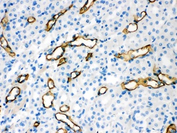 Goat Rabbit IgG (H+L) Secondary Antibody (Biotin)