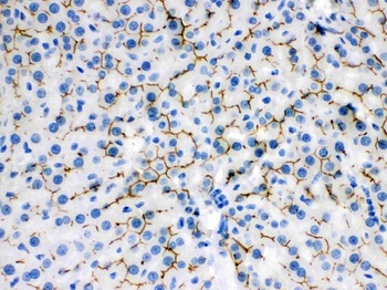 Goat Rabbit IgG (H+L) Secondary Antibody (Biotin)