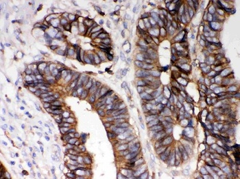 Goat Rabbit IgG (H+L) Secondary Antibody (Biotin)