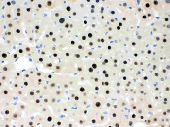 Goat Rabbit IgG (H+L) Secondary Antibody (Biotin)