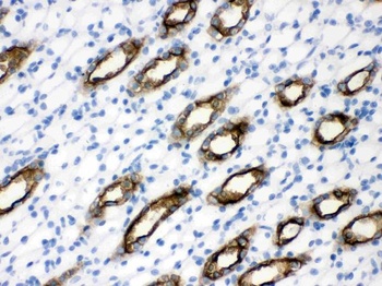 Goat Rabbit IgG (H+L) Secondary Antibody (Biotin)