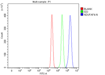 NDUFAF4 Rabbit Polyclonal Antibody