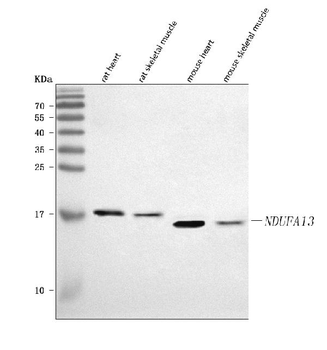GRIM19/NDUFA13 Rabbit Polyclonal Antibody