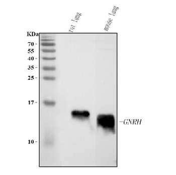 GHRH Rabbit Polyclonal Antibody