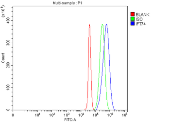 IFT74 Rabbit Polyclonal Antibody
