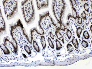 Musashi 1/Msi1 Rabbit Polyclonal Antibody