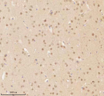 NUP43 Rabbit Polyclonal Antibody