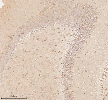 NUP43 Rabbit Polyclonal Antibody