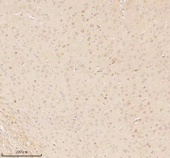 NUP43 Rabbit Polyclonal Antibody
