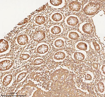 NUP43 Rabbit Polyclonal Antibody